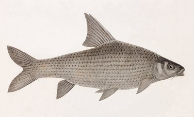 Cyprinid by Unbekannt