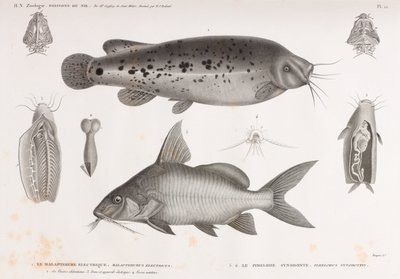 Le Malapterure Electrique & Le Pimelode Synodonte by Unbekannt
