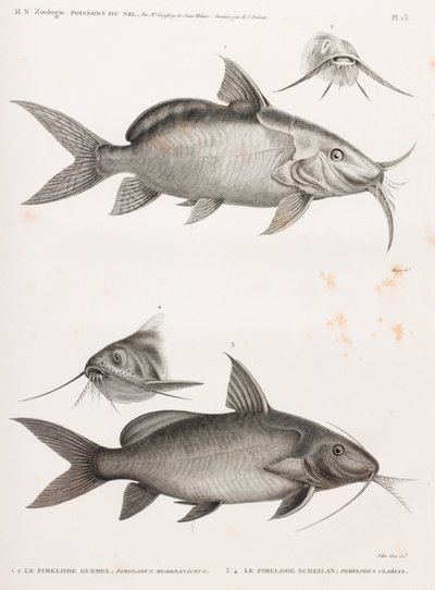 Guemel Pimelode and Scheilan Pimelode by Unbekannt