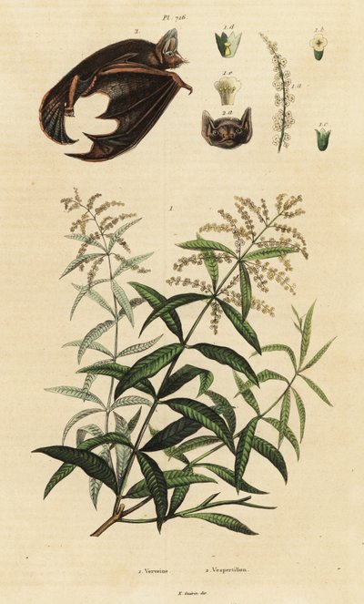 Lemon Verbena and Parti-Coloured Bat by Unbekannter Künstler