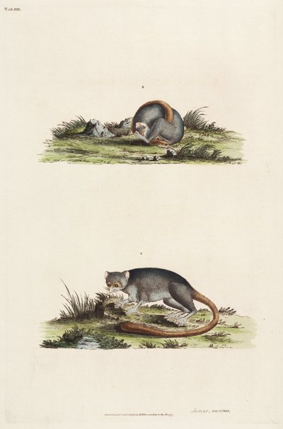 Lemurs by Unbekannter Künstler