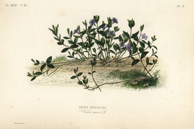 Lesser periwinkle, Vinca minor by Unbekannt