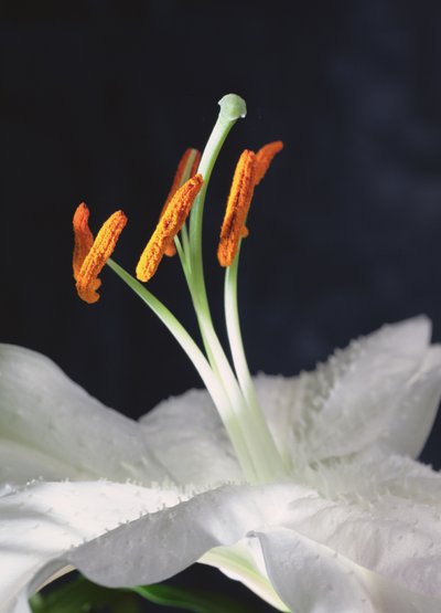 Lily Stamens, 2001 (photo) by Unbekannter Künstler