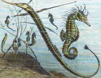 Living in the Sea by Unbekannter Künstler