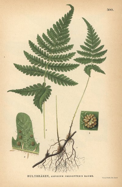 Long Beech Fern, Phegopteris Connectilis by Unbekannter Künstler
