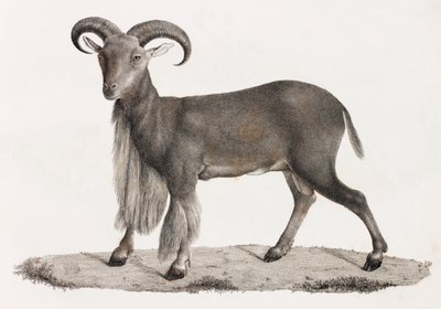 Mammals: Barbary Sheep by Unbekannt