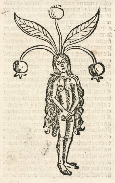 Mandrake (female form) by Unbekannt