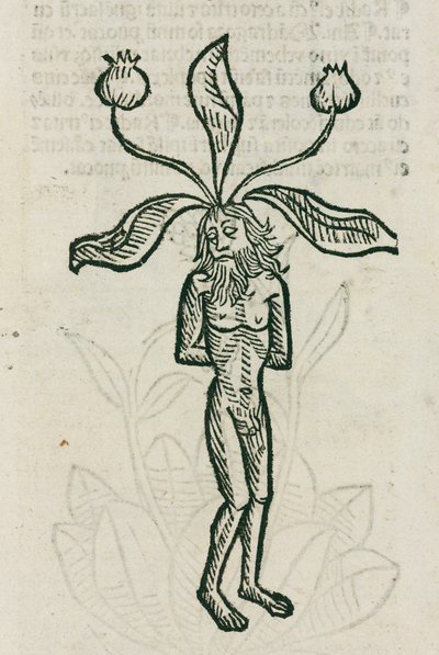 Mandrake by Unbekannt