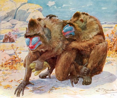 Mandrills. From Bibby