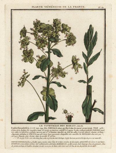 Marsh spurge by Unbekannter Künstler