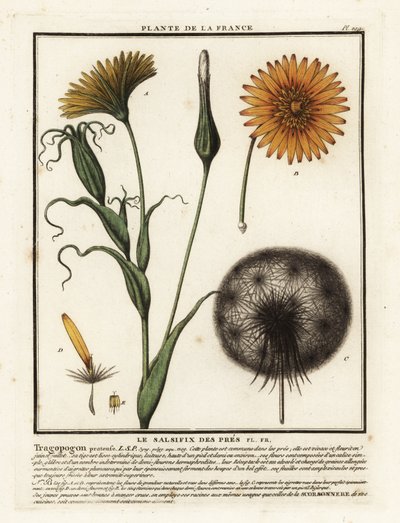 Meadow salsify, Tragopogon pratensis by Unbekannter Künstler