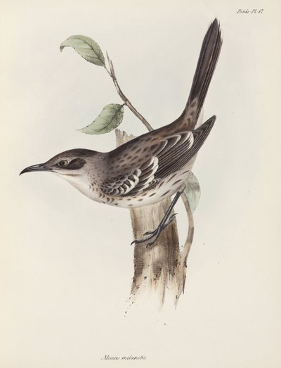 Mockingbird, Galapagos Islands, c. 1832-1836 by Unbekannter Künstler