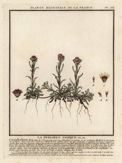 Mountain Everlasting, Antennaria Dioica by Unbekannter Künstler