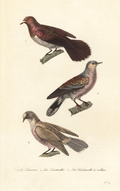 Mourning dove, turtle dove and red-eyed dove by Unbekannter Künstler