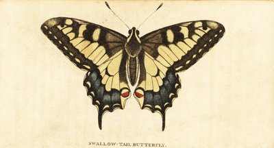 Old World Swallowtail, Papilio Machaon (1800) by Unbekannter Künstler