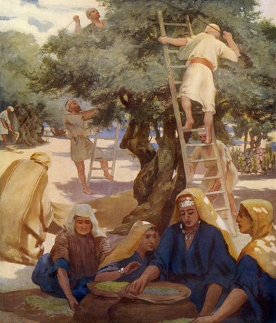 Olive Grove by Unbekannter Künstler