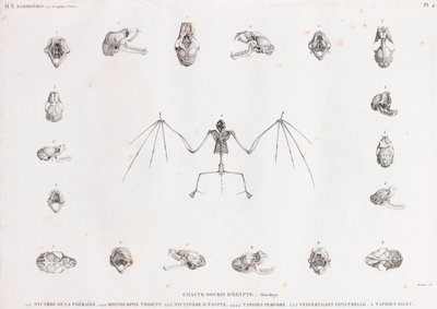 Osteology of Bats in Egypt by Unbekannt