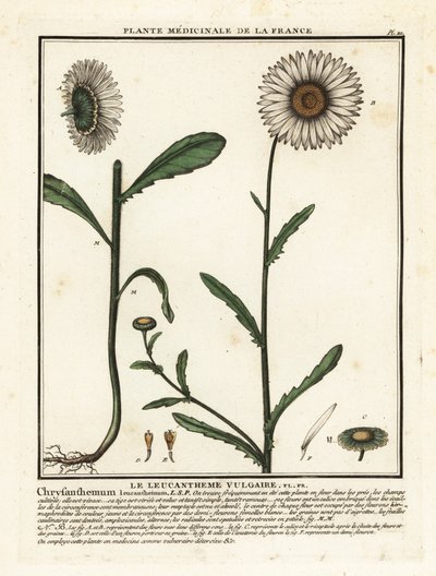 Ox-eye daisy by Unbekannter Künstler