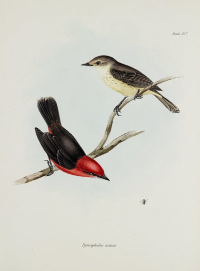 Pair of birds, c 1832-1836 by Unbekannter Künstler