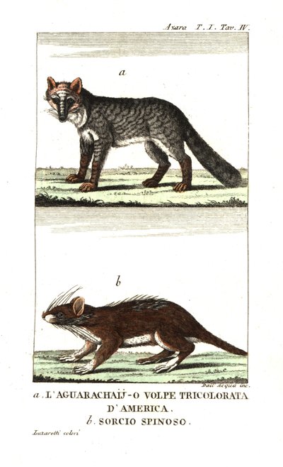 Pampas Fox or Aguarachay by Unbekannter Künstler