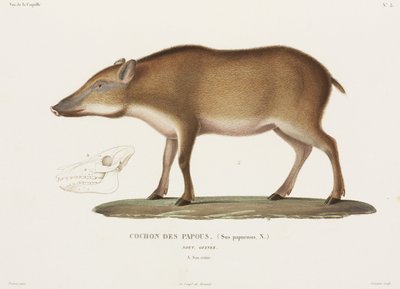 Papuan Pig, New Guinea by Unbekannter Künstler