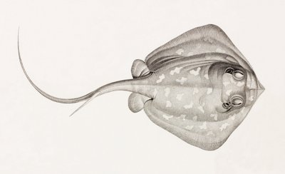 Stingray Lymme by Unbekannt