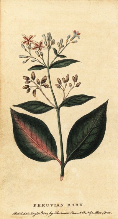 Peruvian Bark, Cinchona officinalis (engraving) by Unbekannter Künstler