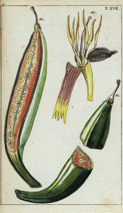 Plantains, Musa x paradisiaca by Unbekannter Künstler