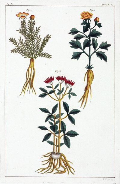 Medicinal Plants, China by Unbekannt