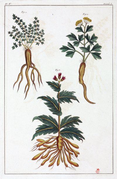 Medicinal plants, China by Unbekannt