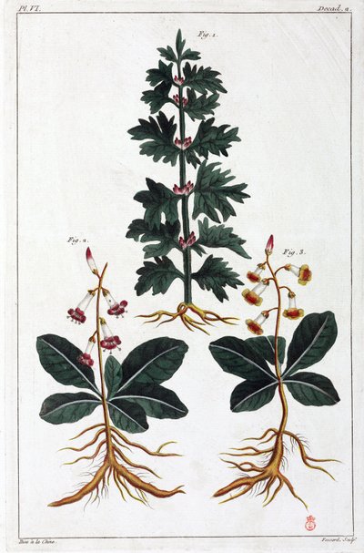 Medicinal Plants, China by Unbekannt