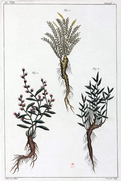 Medicinal plants, China by Unbekannt