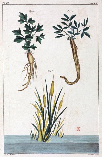 Medicinal plants, China by Unbekannt