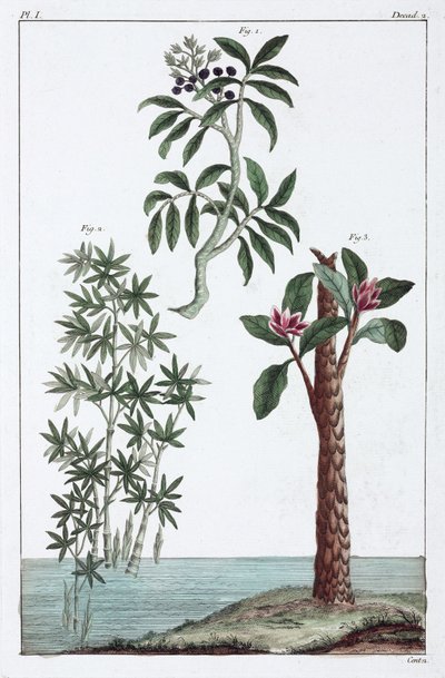 Medicinal plants, China by Unbekannt