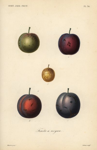 Plums and prunes by Unbekannt