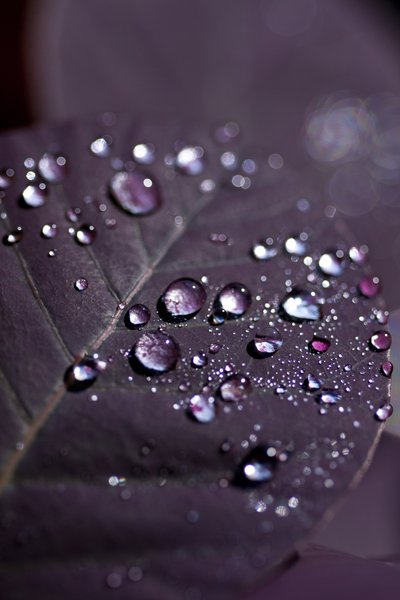 Purple Leaves II by Unbekannter Künstler