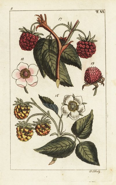 Raspberry varieties by Unbekannter Künstler
