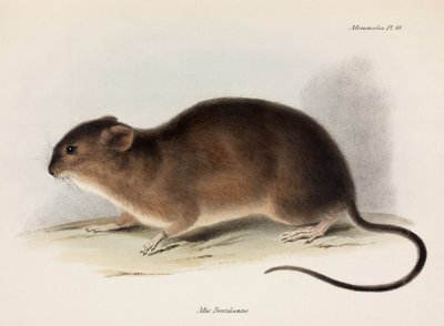 Rat, South America, c. 1832-1836 by Unbekannt