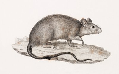 Rat from Alexandria by Unbekannt