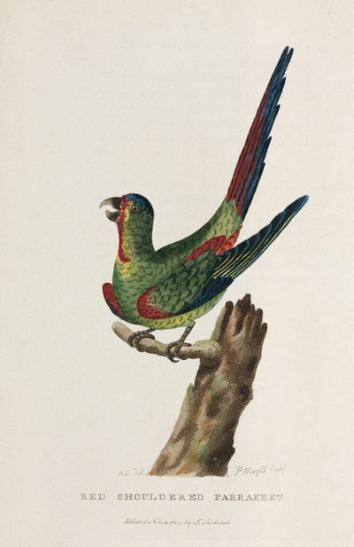 Red Shouldered Parrakeet, Australia, c. 1788 by Unbekannter Künstler