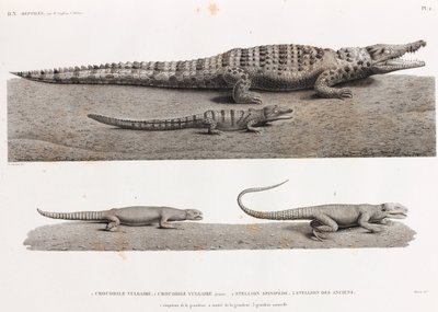 Reptiles: Crocodiles and Stellions by Unbekannt