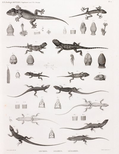 Reptiles: Geckos, Agamas, Lizards by Unbekannt