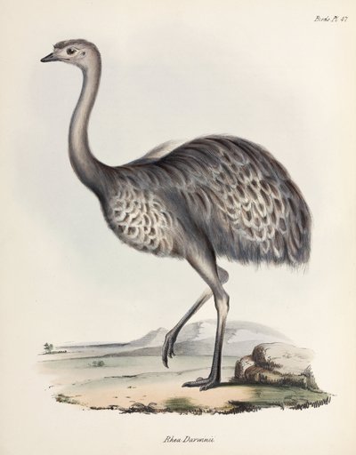 Rhea, South America, c. 1832-1836 by Unbekannter Künstler