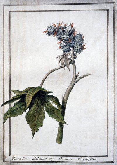 Ricinus Communis by Unbekannter Künstler