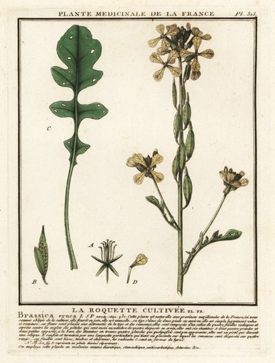 Rocket or Arugula, Eruca Vesicaria by Unbekannter Künstler