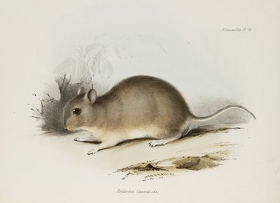 Rodent, c 1832-1836 by Unbekannter Künstler