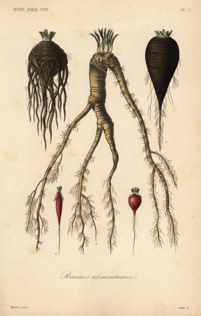 Root vegetables by Unbekannt