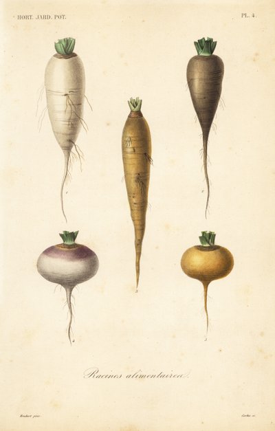 Root vegetables by Unbekannt
