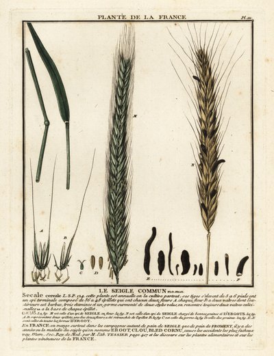 Rye, Secale cereale by Unbekannter Künstler