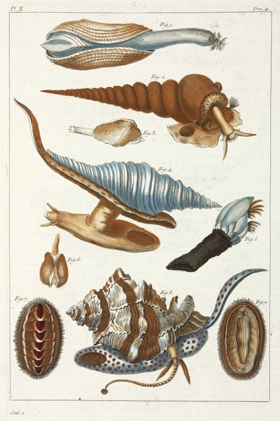 Sea Creatures by Unbekannt